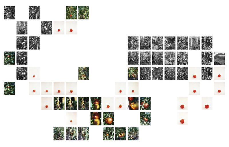© Judit Bou Comas - Image from the TOMATOES photography project