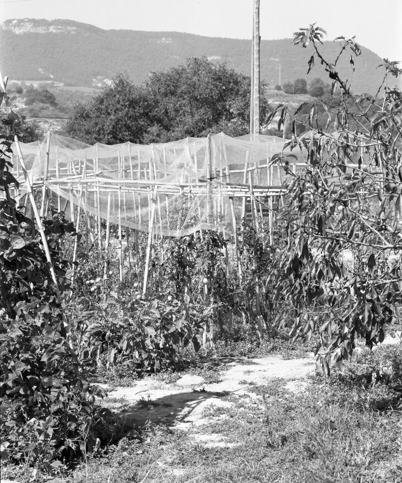 © Judit Bou Comas - Image from the TOMATOES photography project