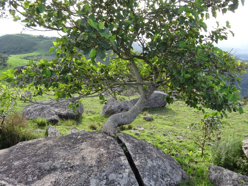 © Christopher FON ACHOBANG - Hunkered tree, Nyen Cameroons