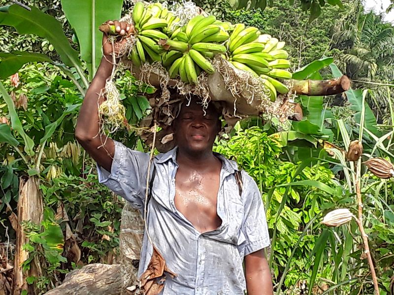 © Christopher FON ACHOBANG - Bananas farmer in Limbe, Cameroons