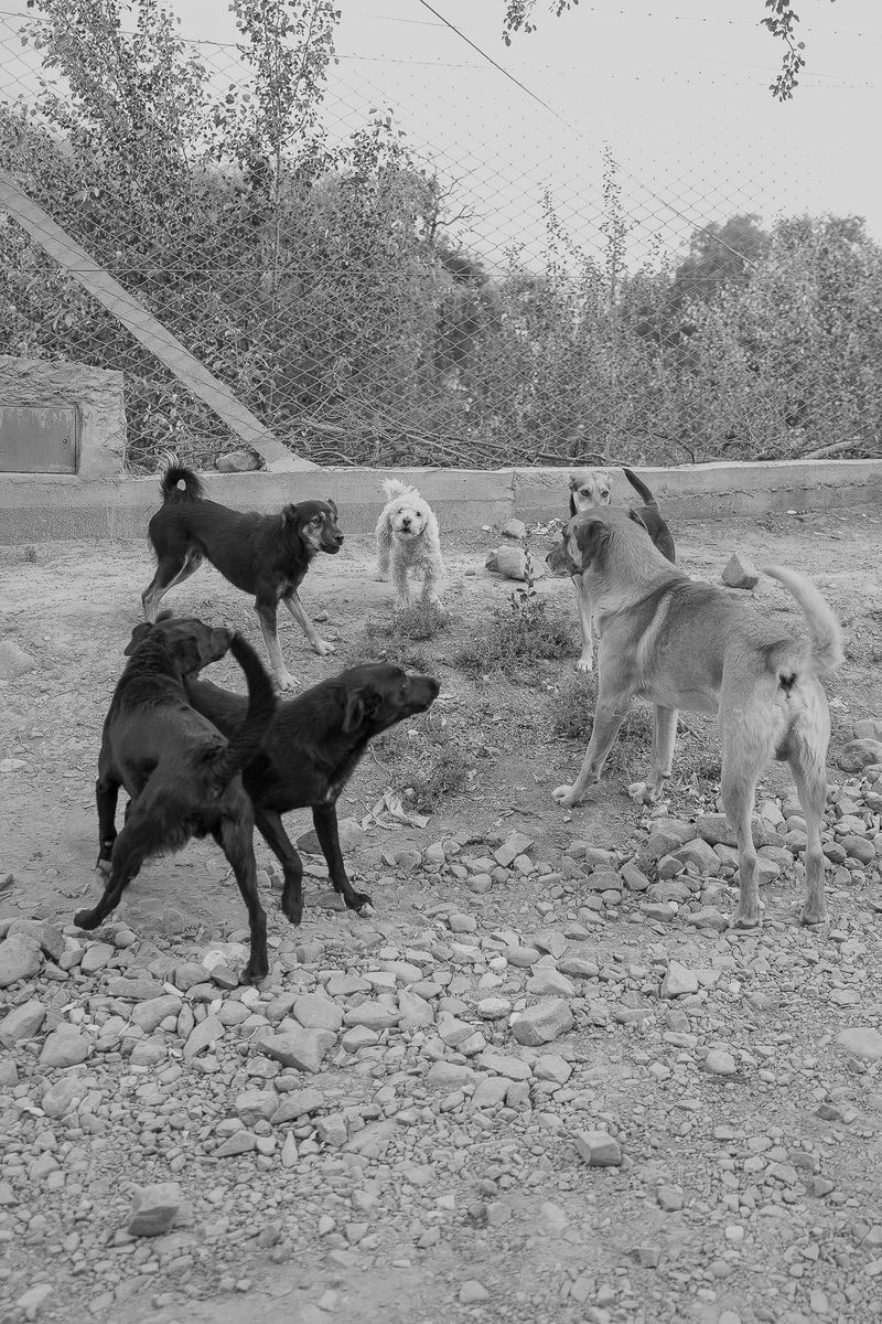 © Rosa Lacavalla - © Rosa Lacavalla