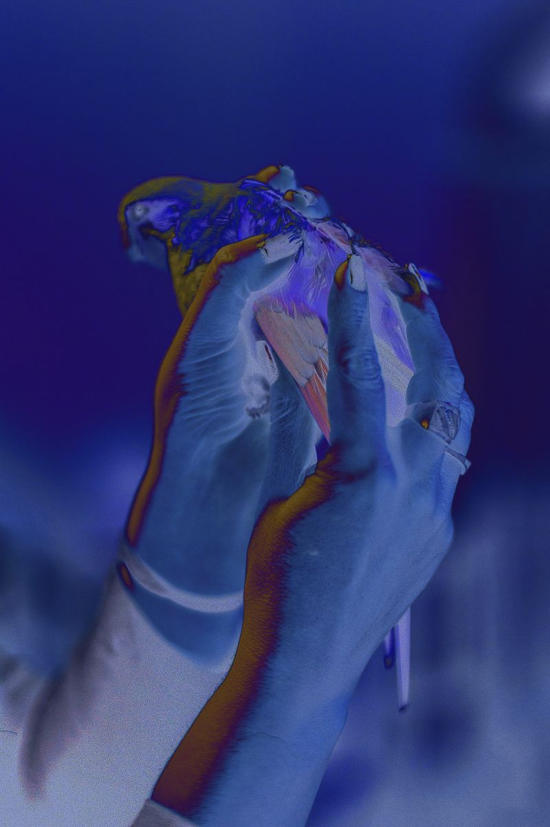 © Rosa Lacavalla - © Rosa Lacavalla