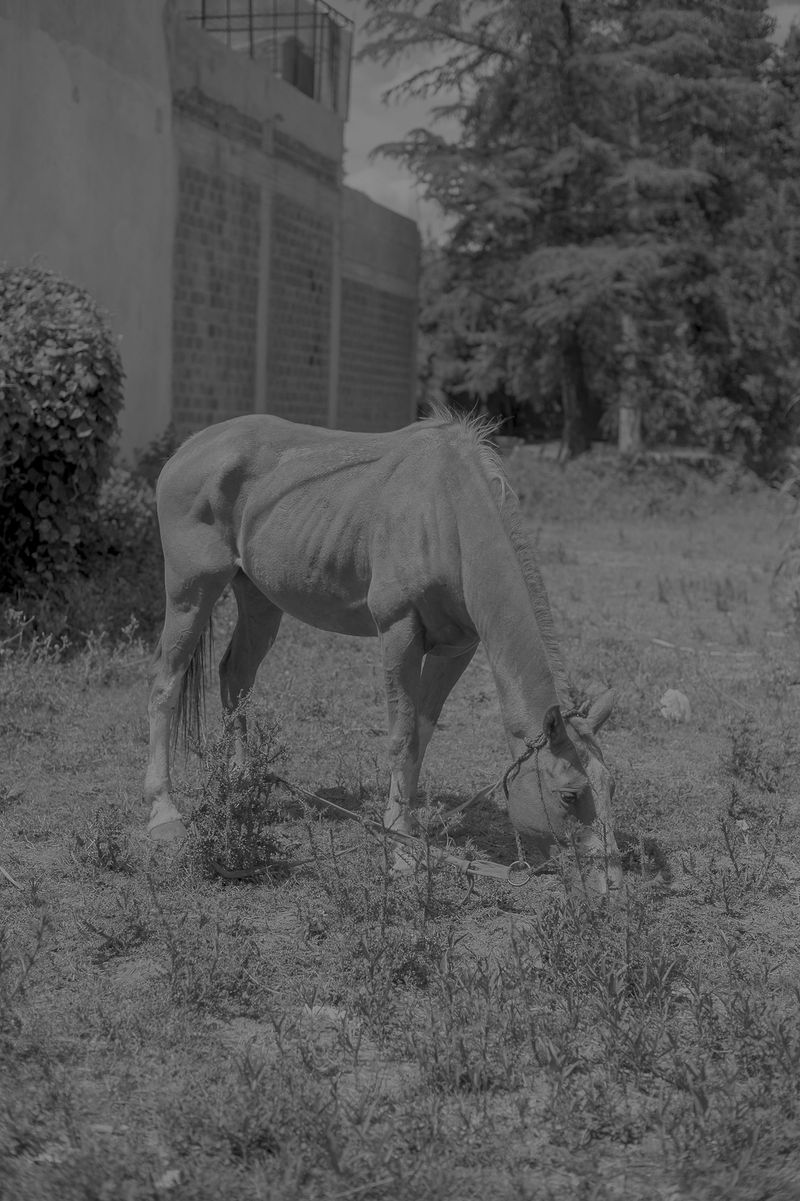 © Rosa Lacavalla - © Rosa Lacavalla