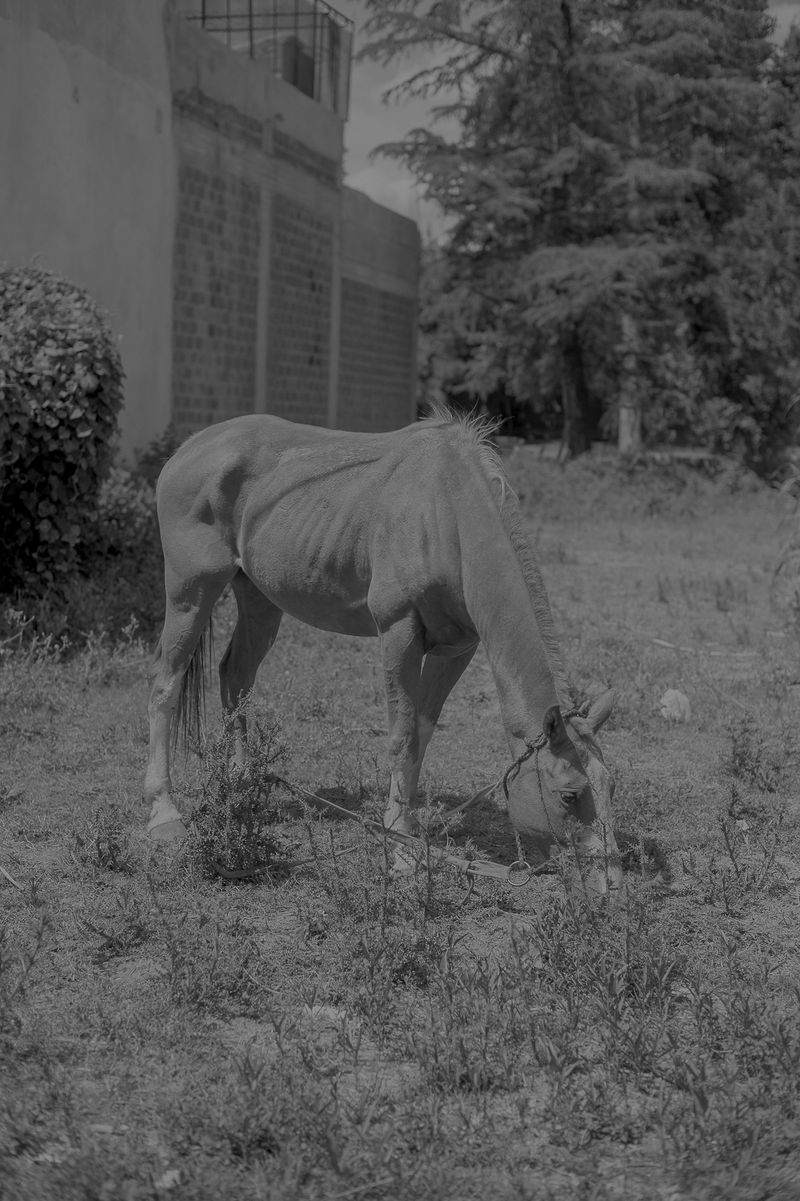 © Rosa Lacavalla - Image from the La Festa Dell'Equatore photography project