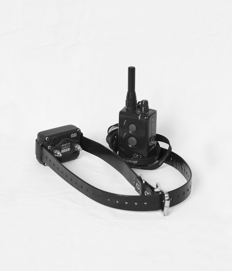 © Julia Albrecht - electronic training collar