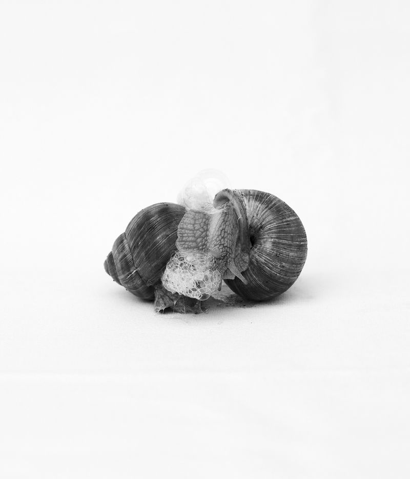 © Julia Albrecht - hermaphrodite