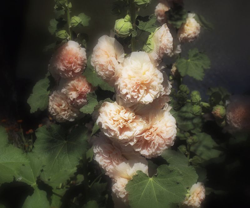 © Marisa Portolese - From the series Antonia's Garden 40 x 50 inches, c-print, 2010
