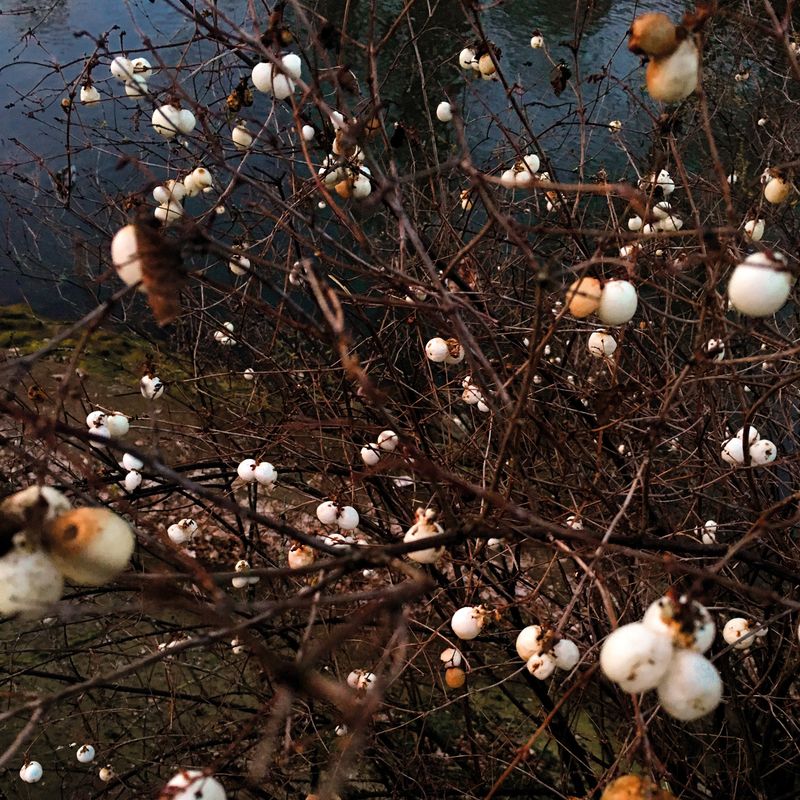 © Maja Bialon - Image from the Fireflies and Berries photography project