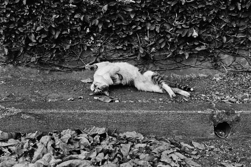 © Juliana Quesada - Image from the Escazú, a Forgotten Fantasy photography project