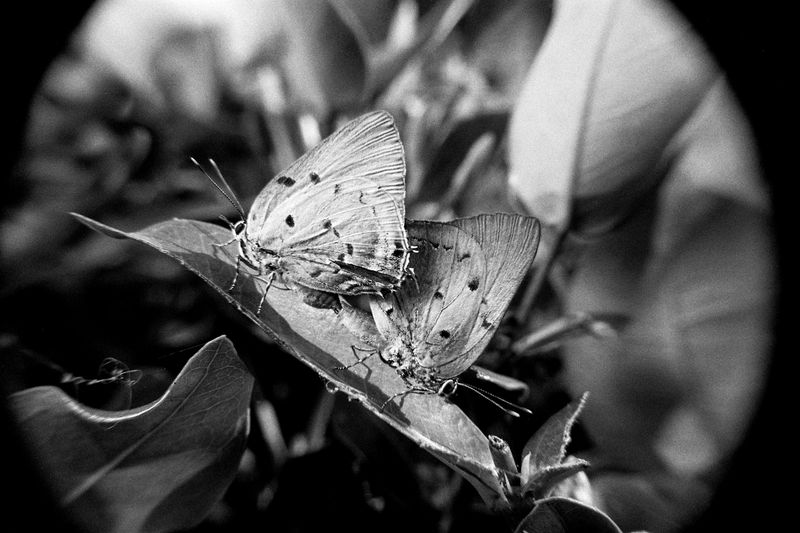 © Juliana Quesada - Image from the Escazú, a Forgotten Fantasy photography project