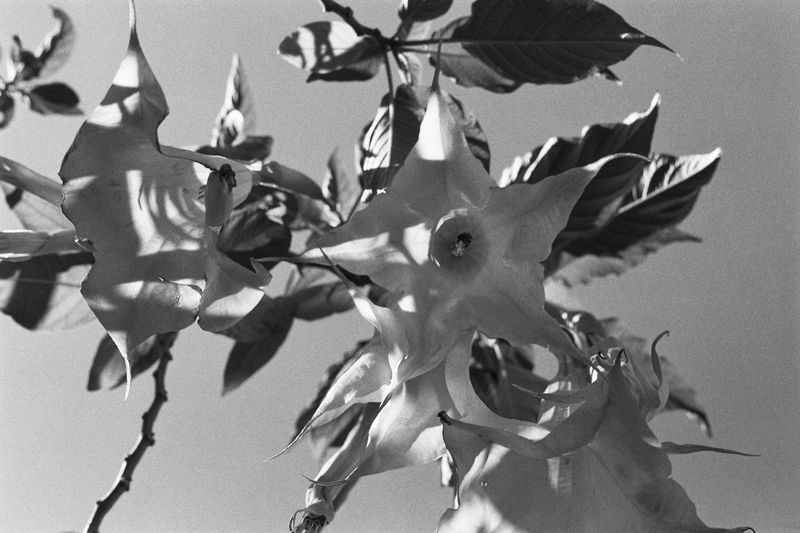 © Juliana Quesada - Image from the Escazú, a Forgotten Fantasy photography project