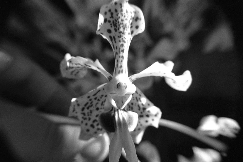 © Juliana Quesada - Image from the Escazú, a Forgotten Fantasy photography project