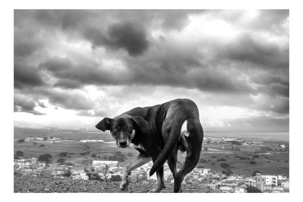 © Martin Kašpar - Image from the everyday life dog 2 photography project