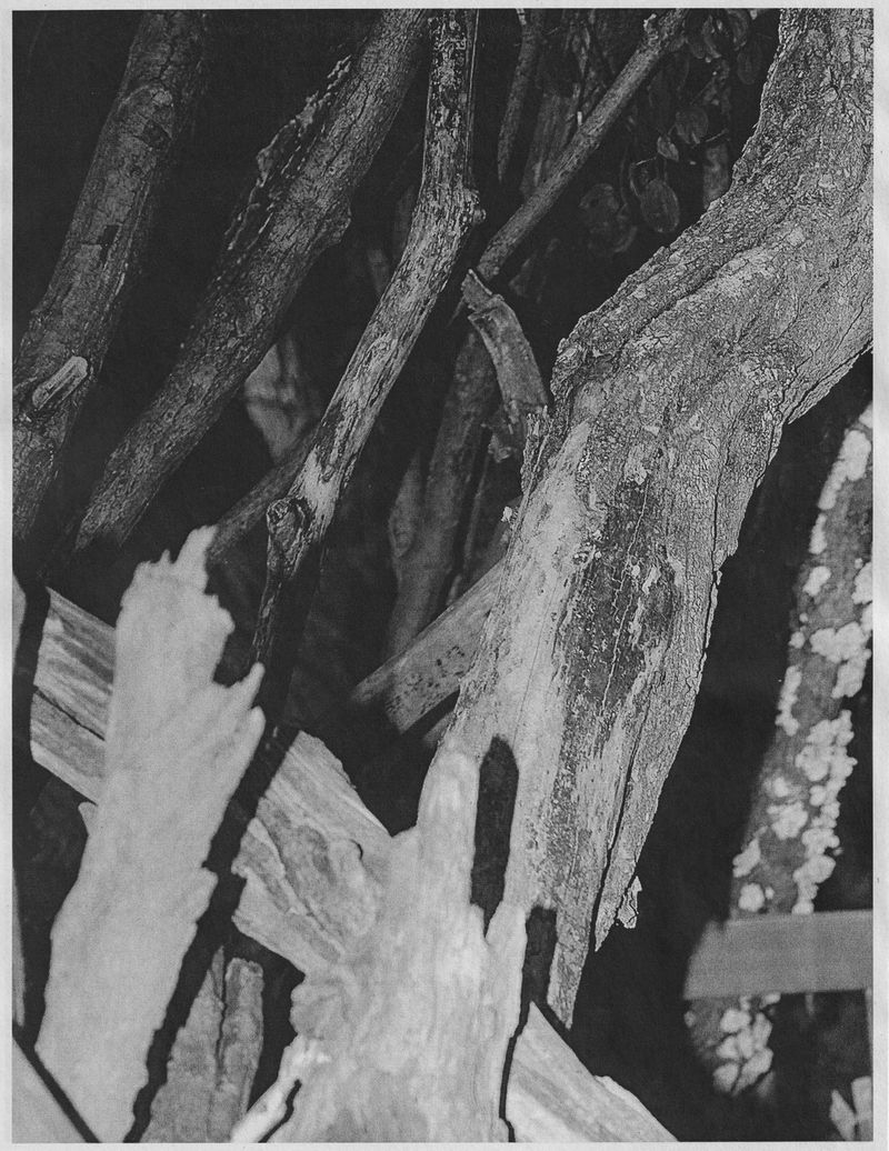 © J.A. Young - Image from the OF FIRE, FAR SHINING photography project