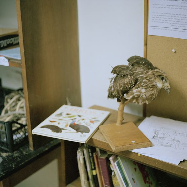 © Gabriela Gleizer - Image from the In The Museum of Nature photography project