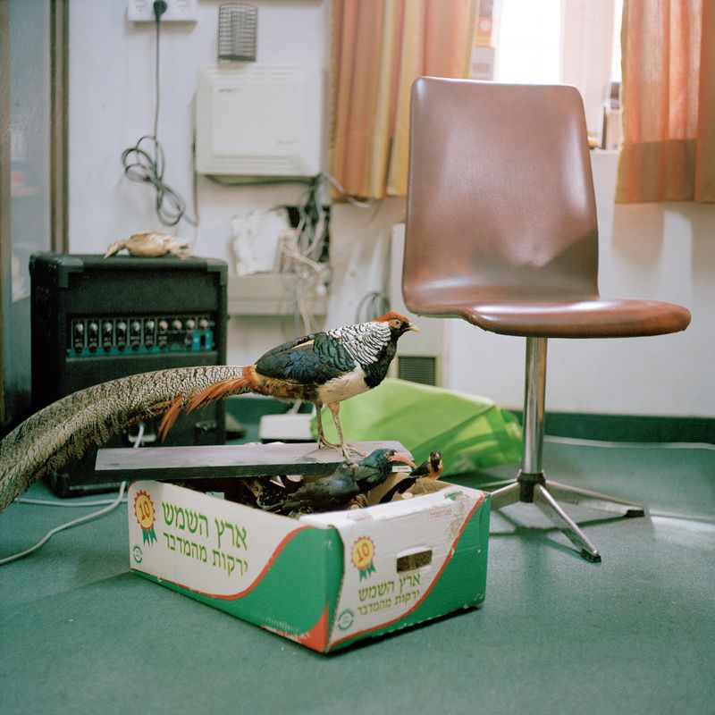 © Gabriela Gleizer - Image from the In The Museum of Nature photography project