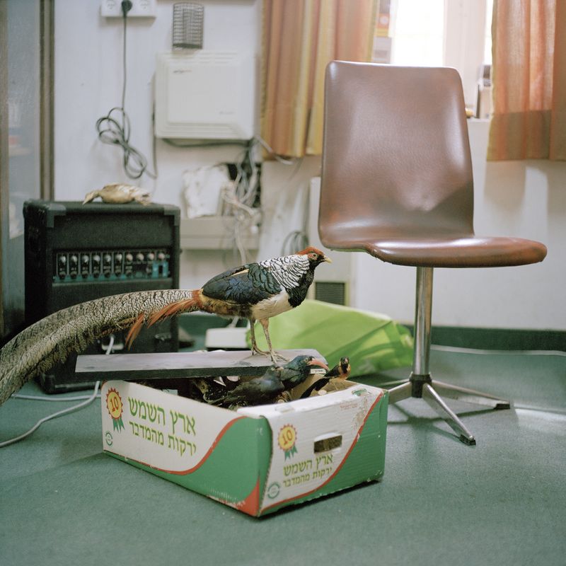 © Gabriela Gleizer - Image from the In The Museum of Nature photography project