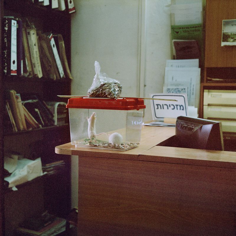 © Gabriela Gleizer - Image from the In The Museum of Nature photography project