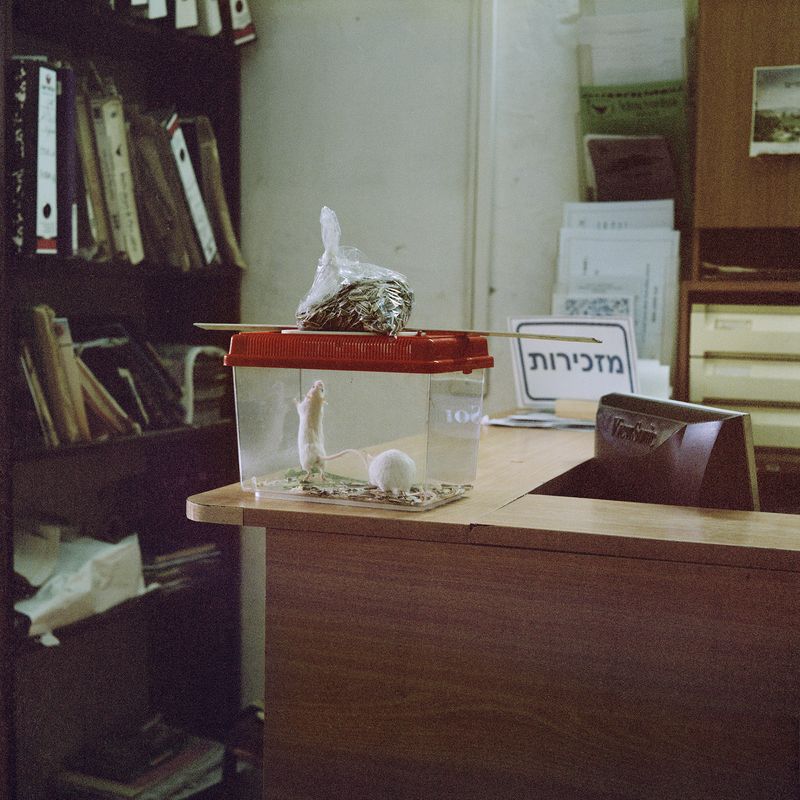 © Gabriela Gleizer - Image from the In The Museum of Nature photography project
