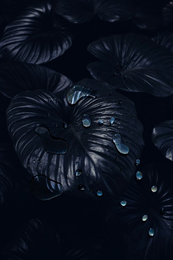 © Danielle Ezzo - Droplets of leaves