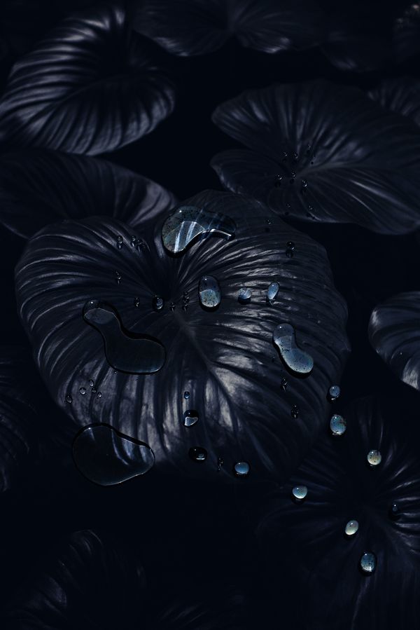 © Danielle Ezzo - Droplets of leaves