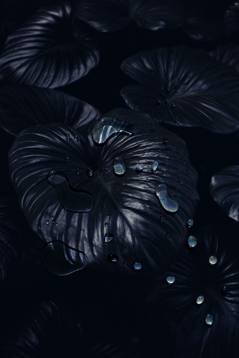 © Danielle Ezzo - Droplets of leaves