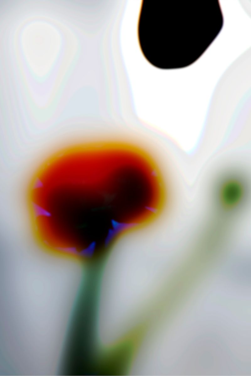 © Danielle Ezzo - Amorphous Flower