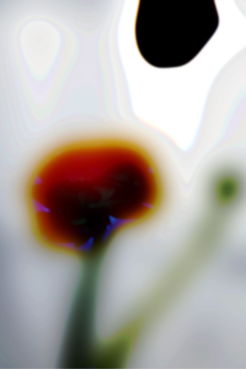 © Danielle Ezzo - Amorphous Flower