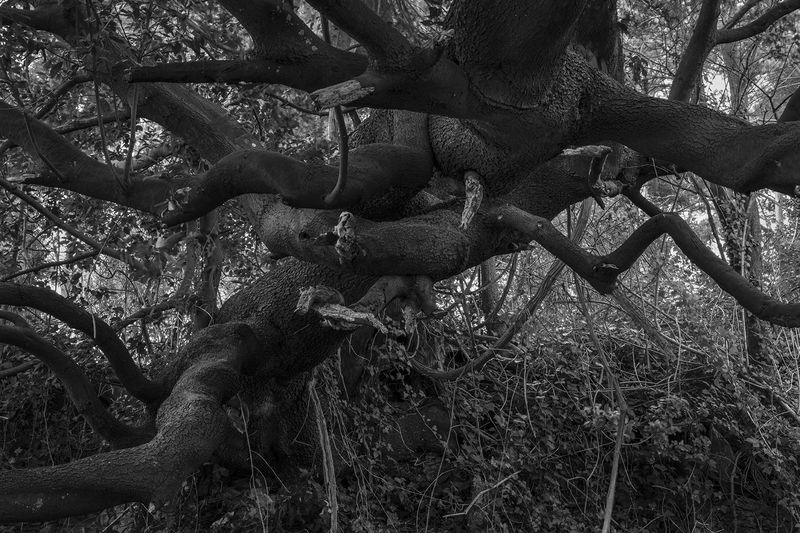 © Jamie House - Tree planted by residents before eviction.