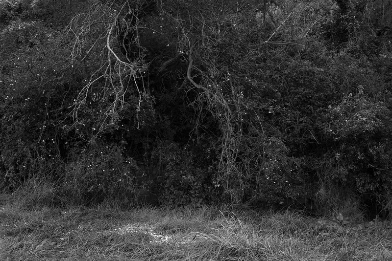 © Jamie House - Crab apple tree in former garden