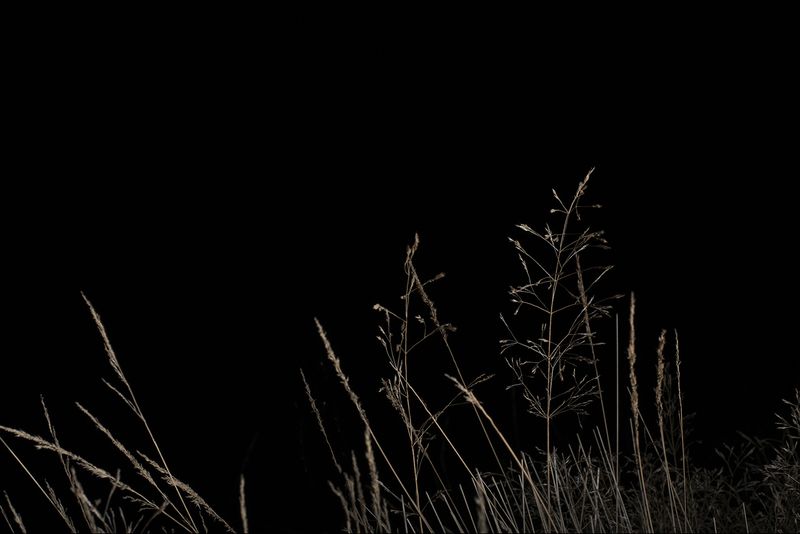 © Jamie House - Deschampsia flexuosa, Goonhilly downs Cornwall UK, 01.00 22/11/21 Azmuth Angle 50 E