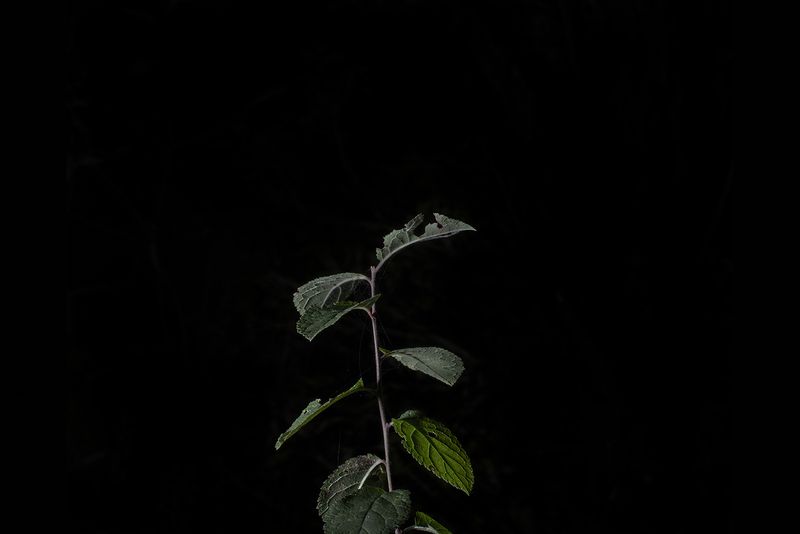 © Jamie House - Prunus spinosa L, Goonhilly downs Cornwall UK, 22.32 7/11/21 Azmuth Angle 10 N