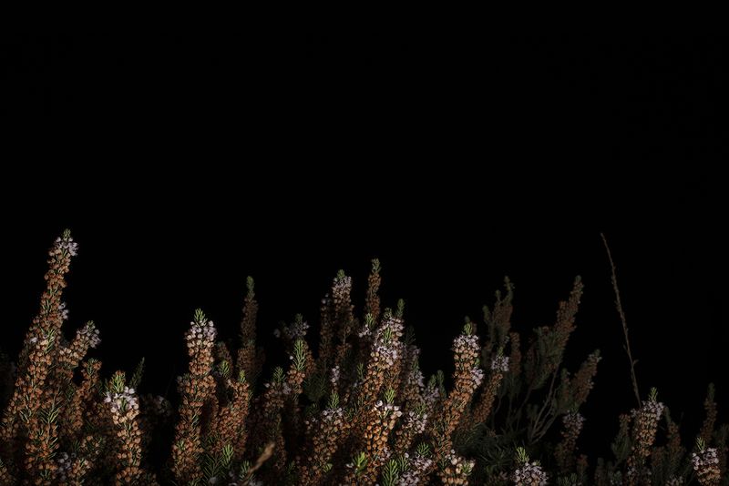 © Jamie House - Erica vagans, Goonhilly downs Cornwall UK, 00.30 24/9/21 Azmuth Angle 64 W