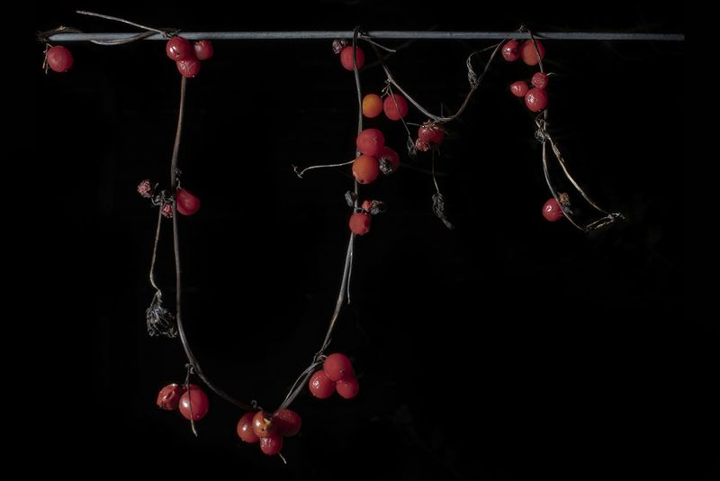© Jamie House - Viburnum Opulus, Goonhilly downs Cornwall UK, 00:.00 23/9/21 Azmuth Angle 64 W