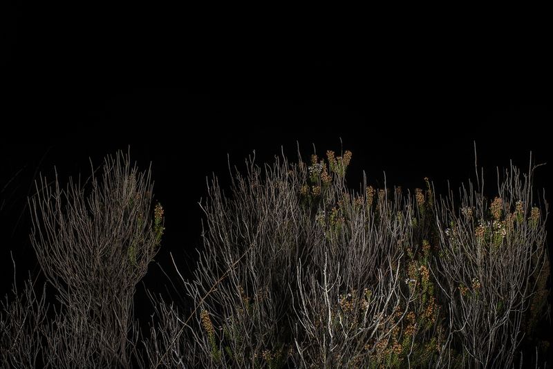 © Jamie House - Pteridium aquilinu, Goonhilly downs Cornwall UK, 00:30 21/11/21 Azmuth Angle 50 E