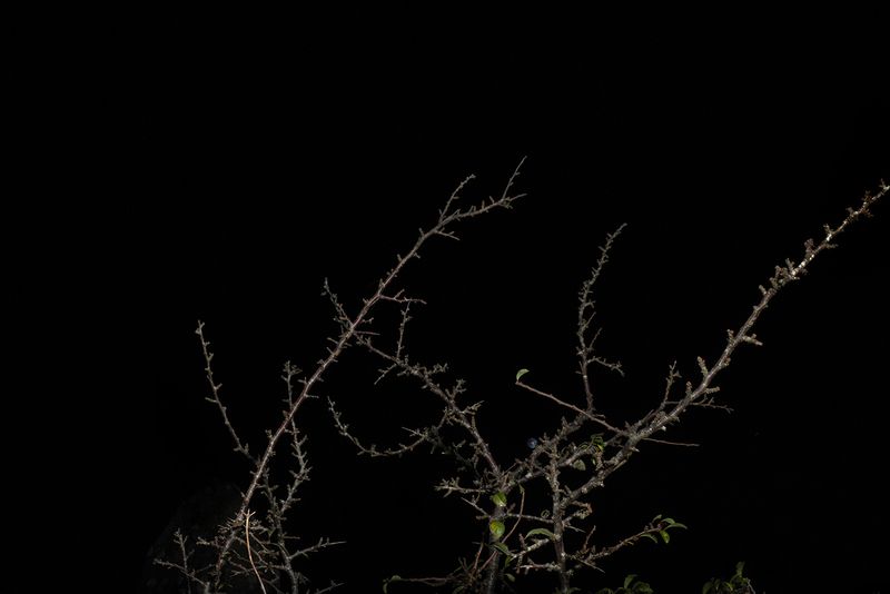 © Jamie House - Erica vagans, Goonhilly downs Cornwall UK, 00:38 21/11/21 Azmuth Angle 50 E