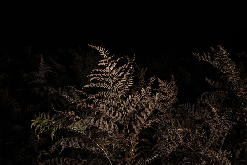 © Jamie House - Nothofagus pumilio, Goonhilly downs Cornwall UK, 00:46 21/11/21 Azmuth Angle 50 E