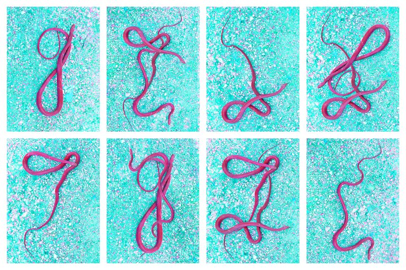 © Noemi Comi - Image from the Homo Saurus photography project