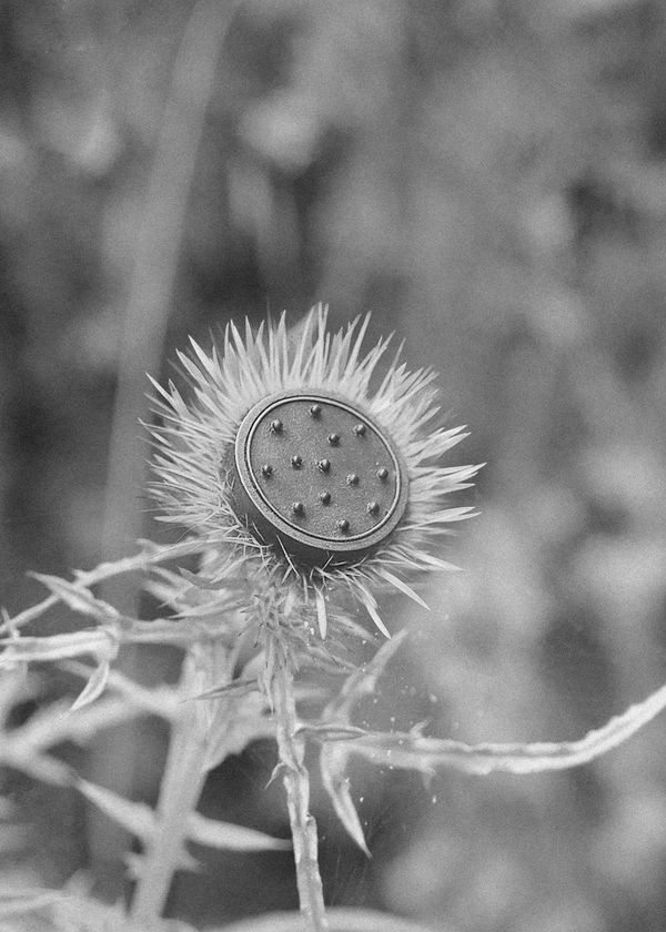 © Noemi Comi - Image from the Cibelis photography project