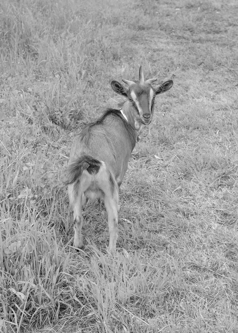 © Noemi Comi - Image from the Proxidium photography project