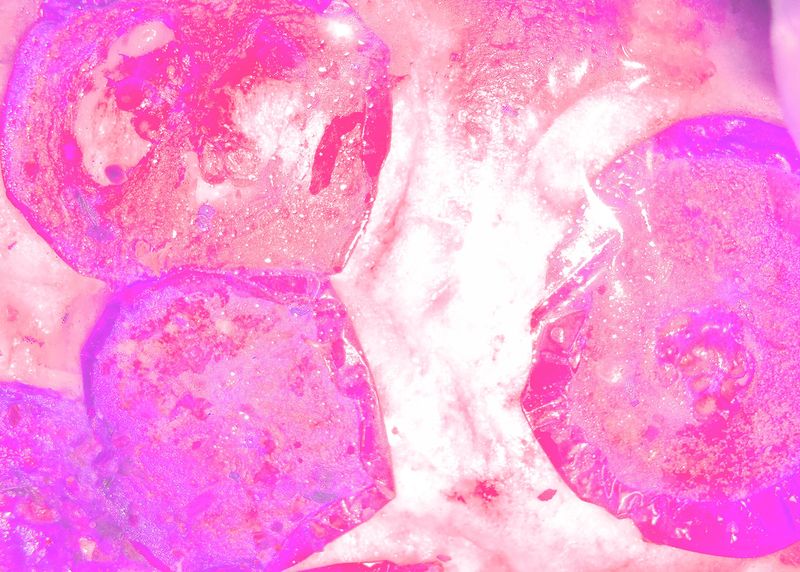 © Noemi Comi - Image from the Proxidium photography project