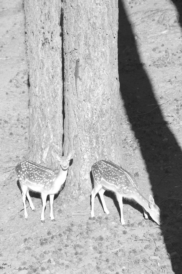 © Noemi Comi - Image from the Homo Saurus photography project