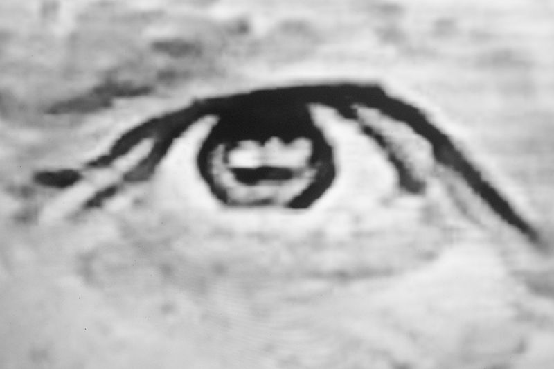 © Noemi Comi - Image from the Homo Saurus photography project