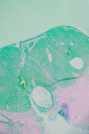 Asfodeli di cartapesta