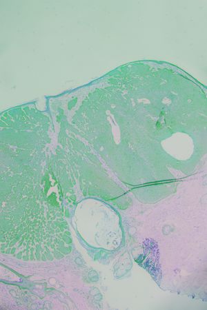 Asfodeli di cartapesta