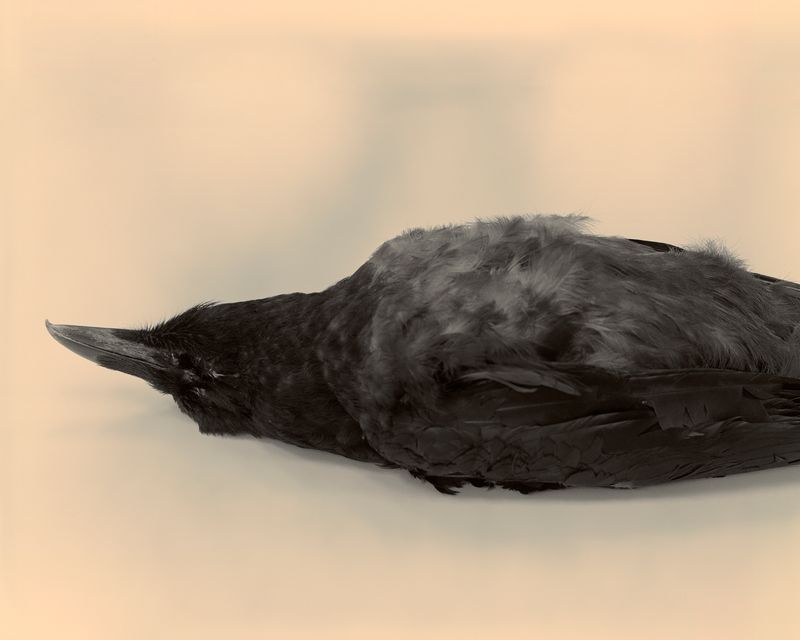 © Amrita Stützle - Image from the Maiden, Mother, Crone photography project