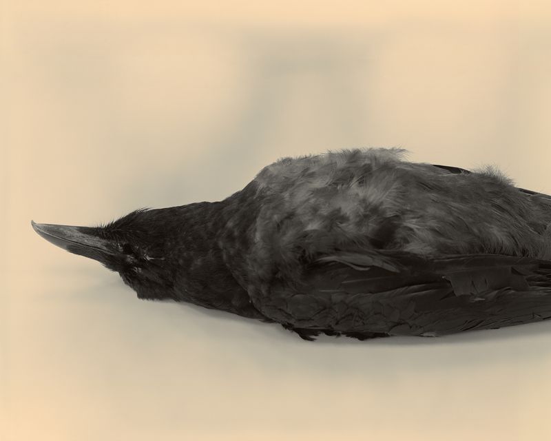 © Amrita Stützle - Image from the Maiden, Mother, Crone photography project