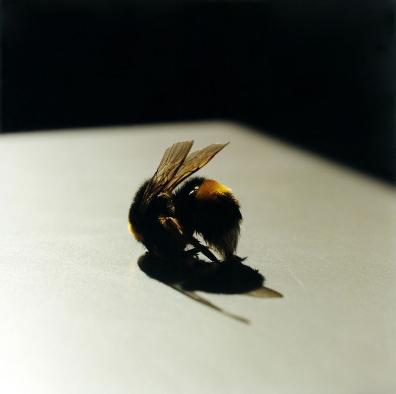 © Lydia Goldblatt - Image from the Still Here photography project