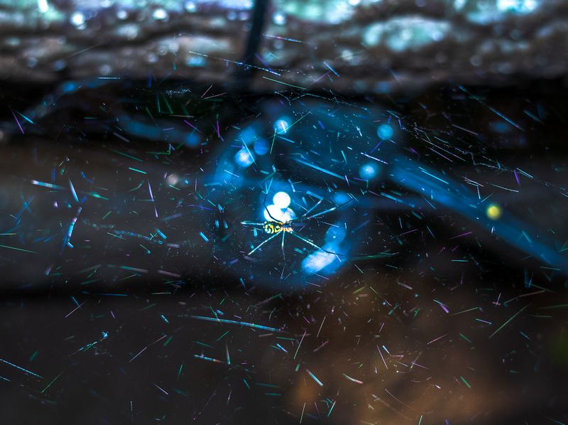 © Wenkai Wang - Shimmering