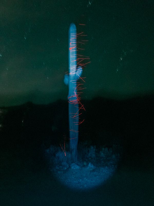 © Wenkai Wang - Cactus